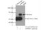 NEDD8 Activating Enzyme E1 Subunit 1 antibody, 14863-1-AP, Proteintech Group, Immunoprecipitation image 