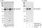 TSC22 Domain Family Member 1 antibody, A303-581A, Bethyl Labs, Western Blot image 