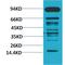 Methyl lysine antibody, LS-C387825, Lifespan Biosciences, Western Blot image 