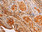Solute Carrier Family 25 Member 4 antibody, CSB-PA898234, Cusabio, Immunohistochemistry paraffin image 