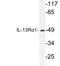 Interleukin 13 Receptor Subunit Alpha 1 antibody, LS-B9646, Lifespan Biosciences, Western Blot image 