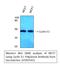 Cyclin E1 antibody, STJ92541, St John