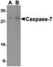 Caspase 7 antibody, PA5-20115, Invitrogen Antibodies, Western Blot image 