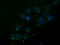 Annexin A3 antibody, LS-C172368, Lifespan Biosciences, Immunofluorescence image 