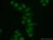 Origin Recognition Complex Subunit 4 antibody, 13026-1-AP, Proteintech Group, Immunofluorescence image 