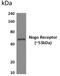 Reticulon 4 Receptor antibody, GTX52947, GeneTex, Western Blot image 