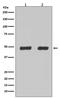 Flotillin 2 antibody, M06107, Boster Biological Technology, Western Blot image 
