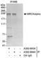 CDC42 Binding Protein Kinase Alpha antibody, A302-694A, Bethyl Labs, Immunoprecipitation image 