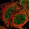 FACT antibody, NBP1-84754, Novus Biologicals, Immunofluorescence image 