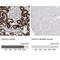 Glycine Amidinotransferase antibody, NBP1-89211, Novus Biologicals, Immunohistochemistry paraffin image 