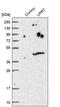 Uracil Phosphoribosyltransferase Homolog antibody, PA5-51456, Invitrogen Antibodies, Western Blot image 