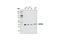 DnaJ Heat Shock Protein Family (Hsp40) Member B1 antibody, 4871P, Cell Signaling Technology, Western Blot image 