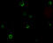 ADAM Metallopeptidase Domain 17 antibody, 1131, ProSci, Immunofluorescence image 