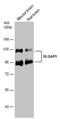 DLG Associated Protein 1 antibody, PA5-78658, Invitrogen Antibodies, Western Blot image 