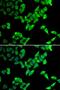 Thyroid Hormone Receptor Interactor 10 antibody, LS-C346196, Lifespan Biosciences, Immunofluorescence image 