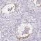 T-Complex 11 Family, X-Linked 2 antibody, HPA048311, Atlas Antibodies, Immunohistochemistry frozen image 
