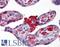Msh Homeobox 2 antibody, LS-B4380, Lifespan Biosciences, Immunohistochemistry frozen image 