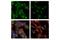 Early Endosome Antigen 1 antibody, 48453S, Cell Signaling Technology, Immunocytochemistry image 