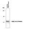 Gamma-Aminobutyric Acid Type A Receptor Gamma2 Subunit antibody, PPS029, R&D Systems, Western Blot image 