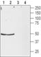 Neuropeptide Y Receptor Y2 antibody, BML-SA643-0200, Enzo Life Sciences, Western Blot image 