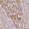 Coiled-Coil-Helix-Coiled-Coil-Helix Domain Containing 7 antibody, NBP2-14477, Novus Biologicals, Immunohistochemistry paraffin image 