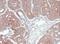 Mannose-6-phosphate isomerase antibody, NBP1-31460, Novus Biologicals, Immunohistochemistry frozen image 