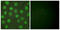 Retinoid X Receptor Gamma antibody, LS-C118569, Lifespan Biosciences, Immunofluorescence image 