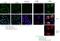 Importin 13 antibody, 11696-2-AP, Proteintech Group, Immunofluorescence image 
