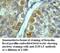 Heparanase antibody, MBS416007, MyBioSource, Immunohistochemistry frozen image 