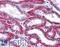 Syndecan 2 antibody, LS-B2981, Lifespan Biosciences, Immunohistochemistry paraffin image 