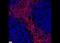 CD59 Molecule (CD59 Blood Group) antibody, NB500-330, Novus Biologicals, Immunohistochemistry frozen image 