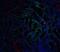 GDNF Family Receptor Alpha 3 antibody, A07481, Boster Biological Technology, Immunofluorescence image 