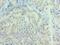 Neurotrophin 3 antibody, LS-C376267, Lifespan Biosciences, Immunohistochemistry frozen image 