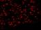 Actin Like 6A antibody, IHC-00287, Bethyl Labs, Immunofluorescence image 