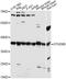 OTU Domain Containing 6B antibody, LS-C749513, Lifespan Biosciences, Western Blot image 