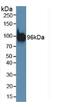 Programmed Cell Death 6 Interacting Protein antibody, LS-C723369, Lifespan Biosciences, Western Blot image 