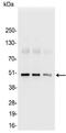 KT3 epitope tag antibody, 18858-01, QED Bioscience, Western Blot image 