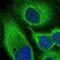 Serine/Threonine Kinase 24 antibody, NBP1-87833, Novus Biologicals, Immunofluorescence image 