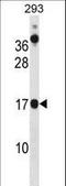 Coiled-Coil-Helix-Coiled-Coil-Helix Domain Containing 10 antibody, LS-C168723, Lifespan Biosciences, Western Blot image 