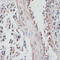 Nuclear Receptor Coactivator 4 antibody, 19-801, ProSci, Immunohistochemistry frozen image 