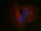 Par-3 Family Cell Polarity Regulator antibody, NBP1-88861, Novus Biologicals, Immunofluorescence image 