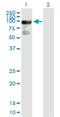 Rho GTPase Activating Protein 24 antibody, H00083478-B01P, Novus Biologicals, Western Blot image 