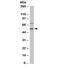 Cyclin Dependent Kinase Inhibitor 1C antibody, 33-320, ProSci, Western Blot image 