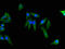 Actin Gamma 1 antibody, LS-C500028, Lifespan Biosciences, Immunofluorescence image 