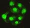 Serine/threonine-protein phosphatase 4 catalytic subunit antibody, GTX49198, GeneTex, Immunofluorescence image 