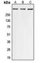 Mitochondrial Transcription Termination Factor 1 antibody, orb214765, Biorbyt, Western Blot image 