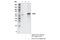 Receptor Interacting Serine/Threonine Kinase 3 antibody, 86671S, Cell Signaling Technology, Immunoprecipitation image 