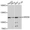 MRF-2 antibody, abx126831, Abbexa, Western Blot image 