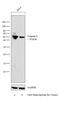 Caspase 8 antibody, MA1-41280, Invitrogen Antibodies, Western Blot image 