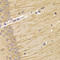 Transcobalamin 2 antibody, LS-C335601, Lifespan Biosciences, Immunohistochemistry frozen image 